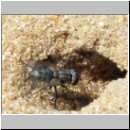 Cerceris rybyensis - Knotenwespe 17 mit Fliege-Parasit.jpg